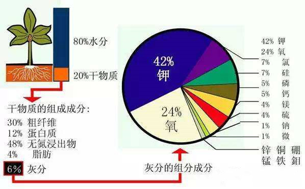 花生菌剂再升级 防病促生效果强